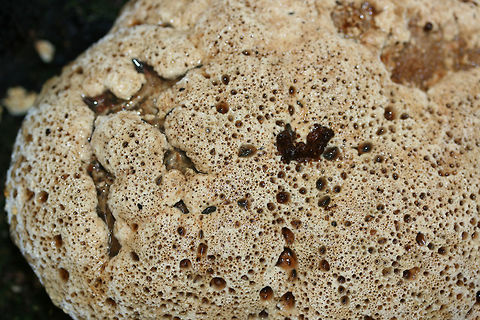 Oak Bracket (Inonotus dryadeus) Growing at the base of a chestnut oak in a dense mixed hardwood/coniferous forest.
https://www.jungledragon.com/image/68464/oak_bracket_inonotus_dryadeus.html
https://www.jungledragon.com/image/68466/oak_bracket_inonotus_dryadeus.html Fall,Geotagged,Inonotus dryadeus,Oak Bracket,United States