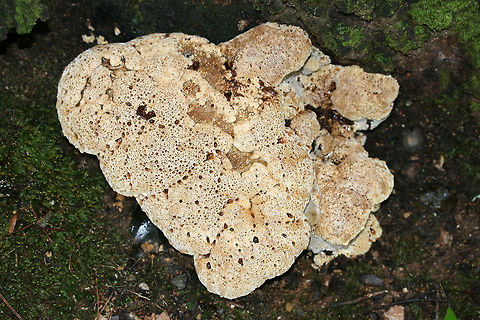Oak Bracket (Inonotus dryadeus) Growing at the base of a chestnut oak in a dense mixed hardwood/coniferous forest.
https://www.jungledragon.com/image/68464/oak_bracket_inonotus_dryadeus.html
https://www.jungledragon.com/image/68465/oak_bracket_inonotus_dryadeus.html Fall,Geotagged,Inonotus dryadeus,Oak Bracket,United States
