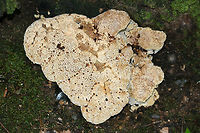Oak Bracket (Inonotus dryadeus) Growing at the base of a chestnut oak in a dense mixed hardwood/coniferous forest.<br />
https://www.jungledragon.com/image/68464/oak_bracket_inonotus_dryadeus.html<br />
https://www.jungledragon.com/image/68465/oak_bracket_inonotus_dryadeus.html Fall,Geotagged,Inonotus dryadeus,Oak Bracket,United States