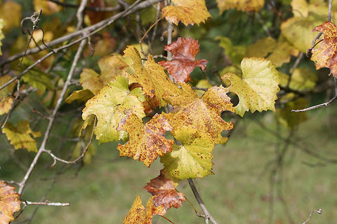Muscadine Vine (Vitis rotundifolia) In a backyard habitat in Gordon County, GA, US. Fall,Geotagged,Muscadine,United States,Vitis rotundifolia