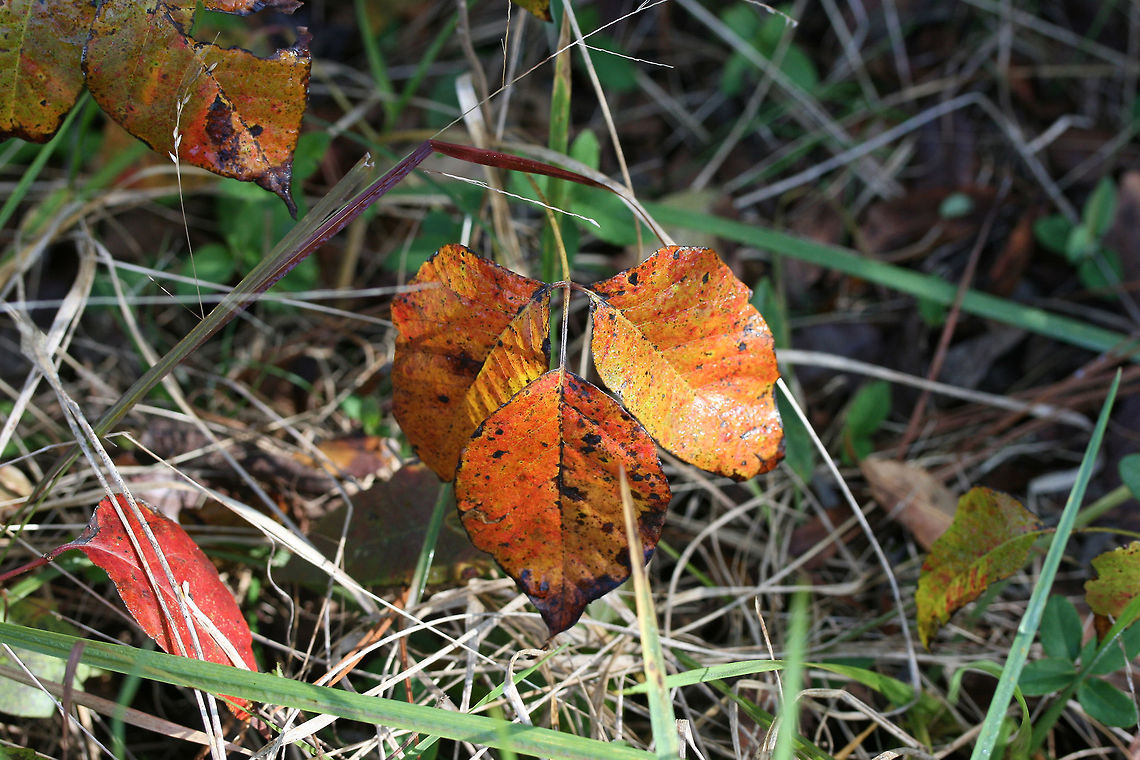 Poison Ivy (Toxicodendron radicans) At the forested edge of a backyard habitat in Gordon County, GA, US.<br />
<figure class="photo"><a href="https://www.jungledragon.com/image/68471/poison_ivy_toxicodendron_radicans.html" title="Poison Ivy (Toxicodendron radicans)"><img src="https://s3.amazonaws.com/media.jungledragon.com/images/3231/68471_thumb.jpg?AWSAccessKeyId=05GMT0V3GWVNE7GGM1R2&Expires=1759968010&Signature=XGsgIPja2WlXc6PFdwnZy0UL6QQ%3D" width="200" height="134" alt="Poison Ivy (Toxicodendron radicans) At the forested edge of a backyard habitat in Gordon County, GA, US.<br />
https://www.jungledragon.com/image/68470/poison_ivy_toxicodendron_radicans.html<br />
 Fall,Geotagged,Poison ivy,Toxicodendron radicans,United States" /></a></figure> Fall,Geotagged,Poison ivy,Toxicodendron radicans,United States