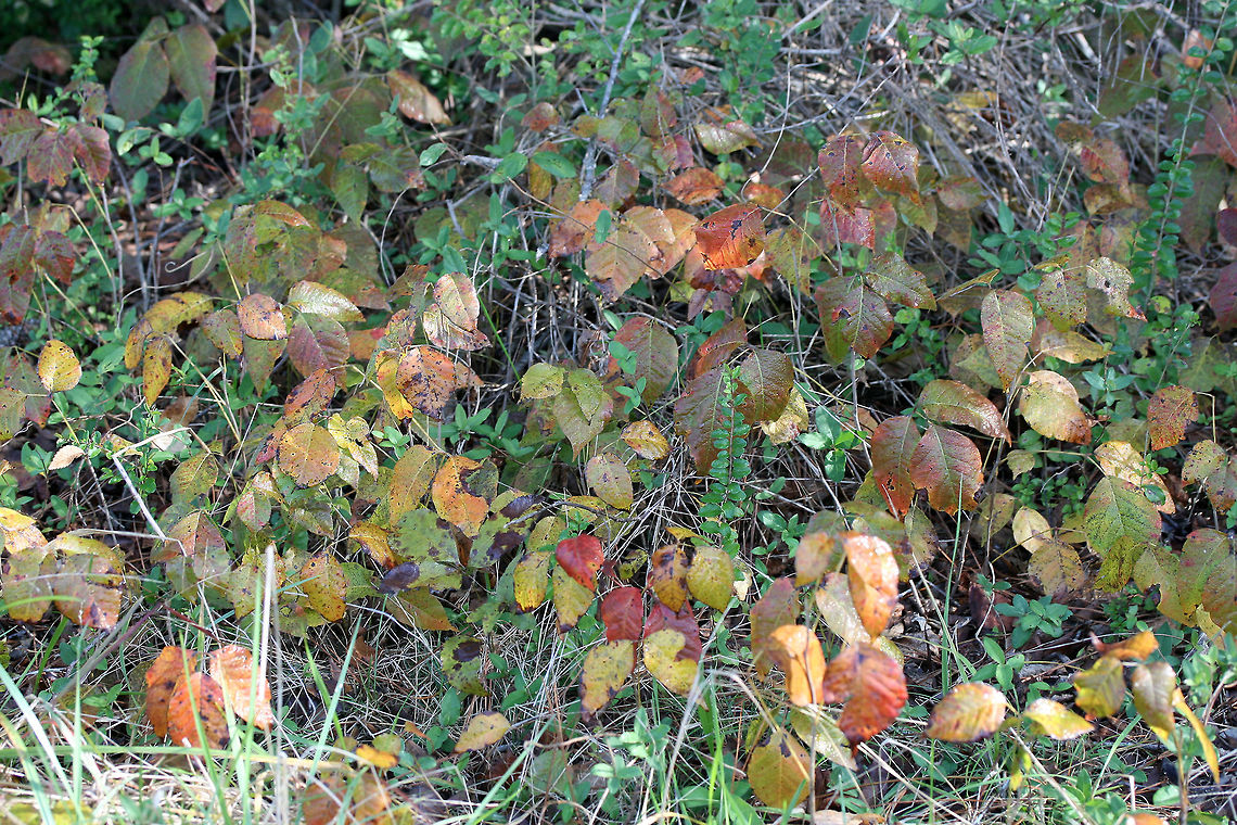 Poison Ivy (Toxicodendron radicans) At the forested edge of a backyard habitat in Gordon County, GA, US.<br />
<figure class="photo"><a href="https://www.jungledragon.com/image/68470/poison_ivy_toxicodendron_radicans.html" title="Poison Ivy (Toxicodendron radicans)"><img src="https://s3.amazonaws.com/media.jungledragon.com/images/3231/68470_thumb.jpg?AWSAccessKeyId=05GMT0V3GWVNE7GGM1R2&Expires=1759968010&Signature=dyN17Zsdh2iOcdgTGvDiACv42Xo%3D" width="200" height="134" alt="Poison Ivy (Toxicodendron radicans) At the forested edge of a backyard habitat in Gordon County, GA, US.<br />
https://www.jungledragon.com/image/68471/poison_ivy_toxicodendron_radicans.html Fall,Geotagged,Poison ivy,Toxicodendron radicans,United States" /></a></figure><br />
 Fall,Geotagged,Poison ivy,Toxicodendron radicans,United States