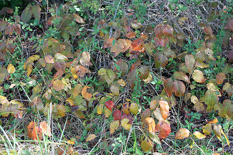 Poison Ivy (Toxicodendron radicans) At the forested edge of a backyard habitat in Gordon County, GA, US.
https://www.jungledragon.com/image/68470/poison_ivy_toxicodendron_radicans.html
 Fall,Geotagged,Poison ivy,Toxicodendron radicans,United States
