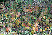 Poison Ivy (Toxicodendron radicans) At the forested edge of a backyard habitat in Gordon County, GA, US.<br />
https://www.jungledragon.com/image/68470/poison_ivy_toxicodendron_radicans.html<br />
 Fall,Geotagged,Poison ivy,Toxicodendron radicans,United States
