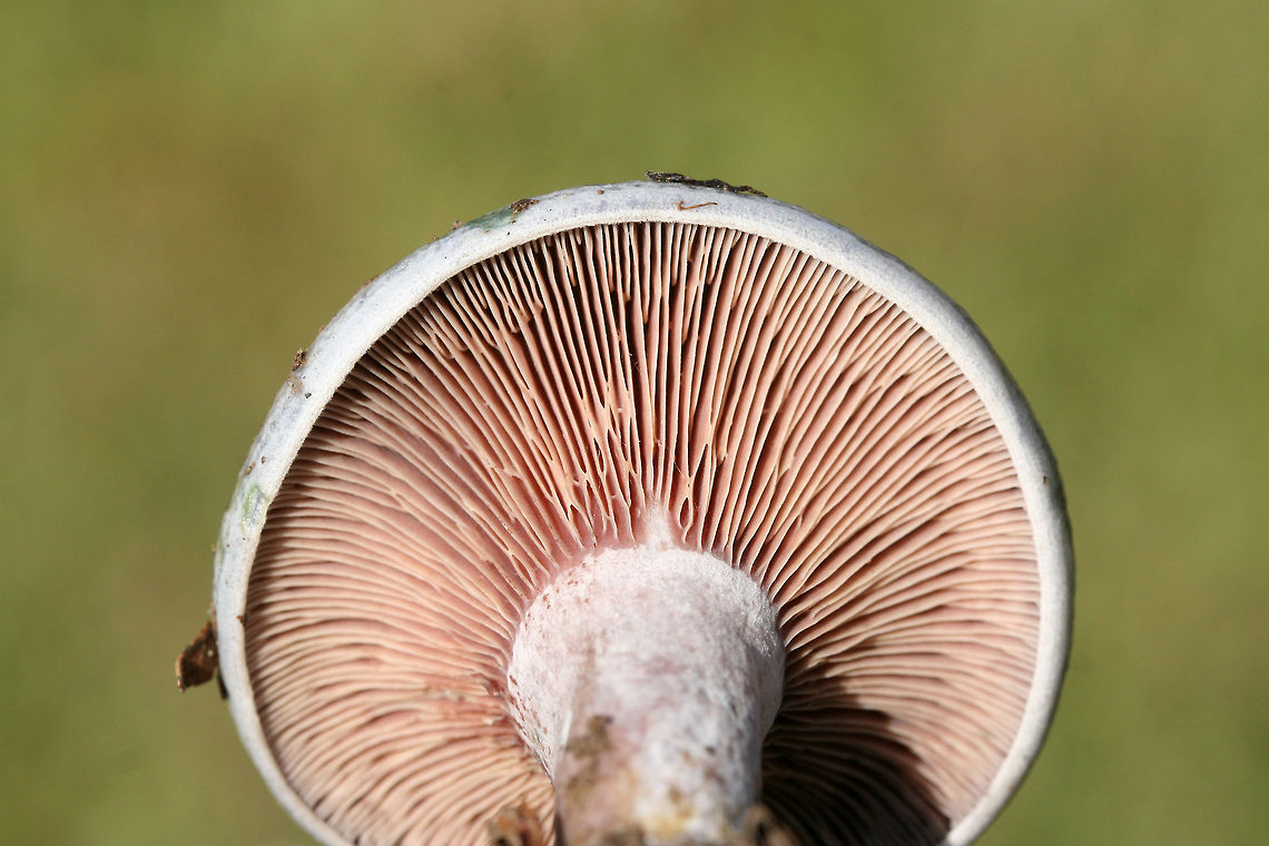 Lactarius paradoxus Growing in a grassy/mossy area at the edge of a forested section of a backyard habitat.<br />
<br />
Latex is blood red and very scant. Gills are a dirty pink, aging to bluish and greenish hues. Cap is a silvery blue and has yellowish green stains.<br />
<figure class="photo"><a href="https://www.jungledragon.com/image/68476/lactarius_paradoxus.html" title="Lactarius paradoxus"><img src="https://s3.amazonaws.com/media.jungledragon.com/images/3231/68476_thumb.jpg?AWSAccessKeyId=05GMT0V3GWVNE7GGM1R2&Expires=1759968010&Signature=4fZ2Hym10Txz2cPTKYg11oMjzpU%3D" width="200" height="200" alt="Lactarius paradoxus Growing in a grassy/mossy area at the edge of a forested section of a backyard habitat.<br />
<br />
Latex is blood red and very scant. Gills are a dirty pink, aging to bluish and greenish hues. Cap is a silvery blue and has yellowish green stains.<br />
<br />
https://www.jungledragon.com/image/68473/lactarius_paradoxus.html<br />
https://www.jungledragon.com/image/68475/lactarius_paradoxus.html<br />
https://www.jungledragon.com/image/68474/lactarius_paradoxus.html Fall,Geotagged,Lactarius paradoxus,United States" /></a></figure><br />
<figure class="photo"><a href="https://www.jungledragon.com/image/68475/lactarius_paradoxus.html" title="Lactarius paradoxus"><img src="https://s3.amazonaws.com/media.jungledragon.com/images/3231/68475_thumb.jpg?AWSAccessKeyId=05GMT0V3GWVNE7GGM1R2&Expires=1759968010&Signature=KstNZUmkdd%2F3crnywoL8hwRaw7U%3D" width="200" height="134" alt="Lactarius paradoxus Growing in a grassy/mossy area at the edge of a forested section of a backyard habitat.<br />
<br />
Latex is blood red and very scant. Gills are a dirty pink, aging to bluish and greenish hues. Cap is a silvery blue and has yellowish green stains.<br />
https://www.jungledragon.com/image/68473/lactarius_paradoxus.html<br />
https://www.jungledragon.com/image/68476/lactarius_paradoxus.html<br />
https://www.jungledragon.com/image/68474/lactarius_paradoxus.html Fall,Geotagged,Lactarius paradoxus,United States" /></a></figure><br />
<figure class="photo"><a href="https://www.jungledragon.com/image/68474/lactarius_paradoxus.html" title="Lactarius paradoxus"><img src="https://s3.amazonaws.com/media.jungledragon.com/images/3231/68474_thumb.jpg?AWSAccessKeyId=05GMT0V3GWVNE7GGM1R2&Expires=1759968010&Signature=CY9Pv%2FW5vGayt4g6tWXLd0rpbuA%3D" width="200" height="134" alt="Lactarius paradoxus Growing in a grassy/mossy area at the edge of a forested section of a backyard habitat.<br />
<br />
Latex is blood red and very scant. Gills are a dirty pink, aging to bluish and greenish hues. Cap is a silvery blue and has yellowish green stains.<br />
https://www.jungledragon.com/image/68473/lactarius_paradoxus.html<br />
https://www.jungledragon.com/image/68475/lactarius_paradoxus.html<br />
https://www.jungledragon.com/image/68476/lactarius_paradoxus.html Fall,Geotagged,Lactarius paradoxus,United States" /></a></figure> Fall,Geotagged,Lactarius paradoxus,United States