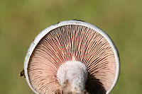 Lactarius paradoxus Growing in a grassy/mossy area at the edge of a forested section of a backyard habitat.<br />
<br />
Latex is blood red and very scant. Gills are a dirty pink, aging to bluish and greenish hues. Cap is a silvery blue and has yellowish green stains.<br />
https://www.jungledragon.com/image/68476/lactarius_paradoxus.html<br />
https://www.jungledragon.com/image/68475/lactarius_paradoxus.html<br />
https://www.jungledragon.com/image/68474/lactarius_paradoxus.html Fall,Geotagged,Lactarius paradoxus,United States