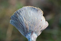 Lactarius paradoxus Growing in a grassy/mossy area at the edge of a forested section of a backyard habitat.<br />
<br />
Latex is blood red and very scant. Gills are a dirty pink, aging to bluish and greenish hues. Cap is a silvery blue and has yellowish green stains.<br />
https://www.jungledragon.com/image/68473/lactarius_paradoxus.html<br />
https://www.jungledragon.com/image/68475/lactarius_paradoxus.html<br />
https://www.jungledragon.com/image/68476/lactarius_paradoxus.html Fall,Geotagged,Lactarius paradoxus,United States