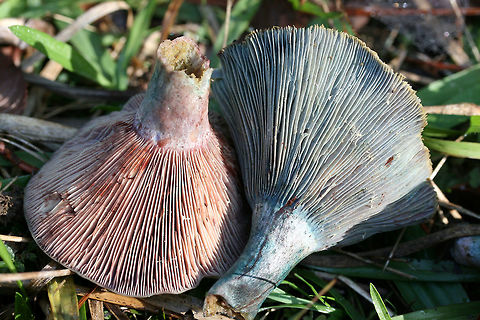 Lactarius paradoxus Growing in a grassy/mossy area at the edge of a forested section of a backyard habitat.

Latex is blood red and very scant. Gills are a dirty pink, aging to bluish and greenish hues. Cap is a silvery blue and has yellowish green stains.
https://www.jungledragon.com/image/68473/lactarius_paradoxus.html
https://www.jungledragon.com/image/68476/lactarius_paradoxus.html
https://www.jungledragon.com/image/68474/lactarius_paradoxus.html Fall,Geotagged,Lactarius paradoxus,United States