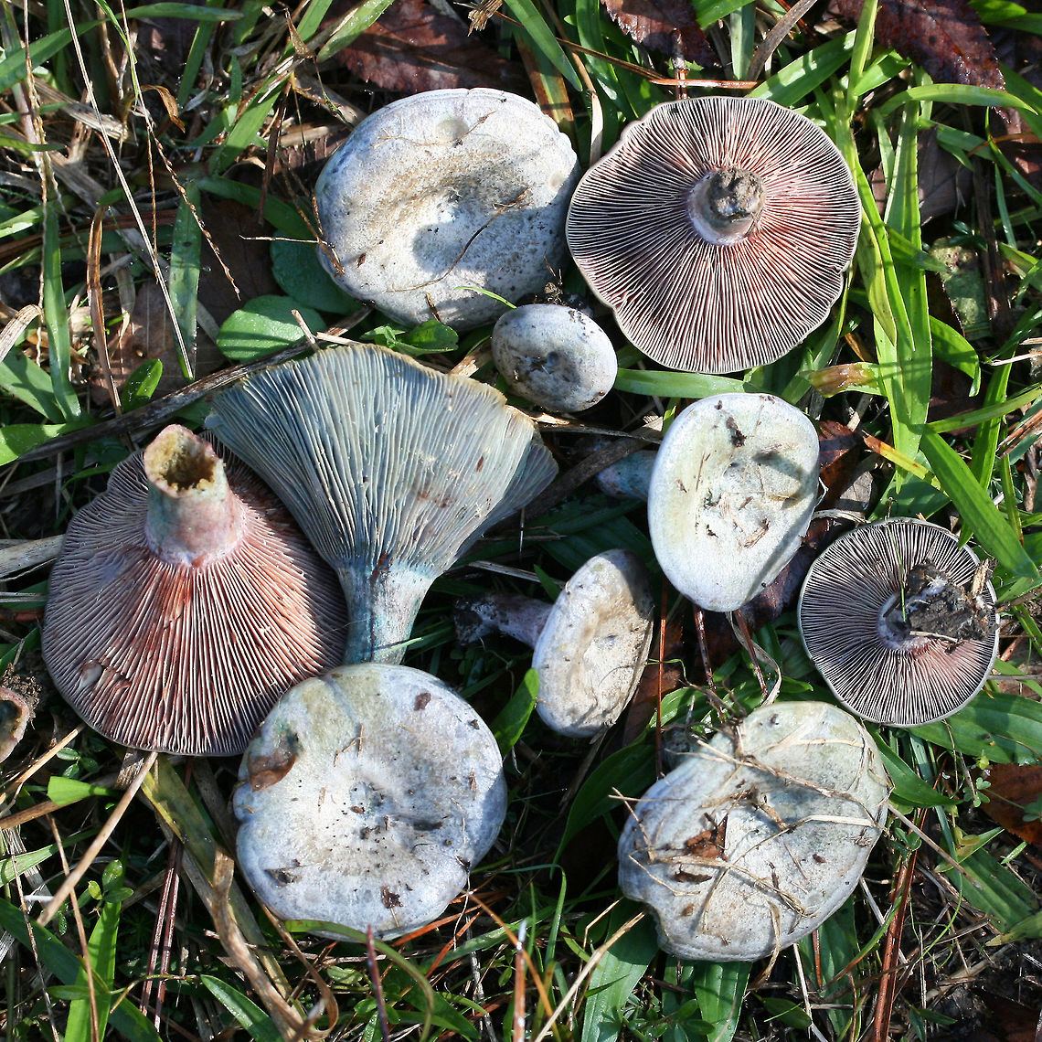 Lactarius paradoxus Growing in a grassy/mossy area at the edge of a forested section of a backyard habitat.<br />
<br />
Latex is blood red and very scant. Gills are a dirty pink, aging to bluish and greenish hues. Cap is a silvery blue and has yellowish green stains.<br />
<br />
<figure class="photo"><a href="https://www.jungledragon.com/image/68473/lactarius_paradoxus.html" title="Lactarius paradoxus"><img src="https://s3.amazonaws.com/media.jungledragon.com/images/3231/68473_thumb.jpg?AWSAccessKeyId=05GMT0V3GWVNE7GGM1R2&Expires=1759968010&Signature=0ronbVZ79e7UKG5O4zCKr9nilXw%3D" width="200" height="134" alt="Lactarius paradoxus Growing in a grassy/mossy area at the edge of a forested section of a backyard habitat.<br />
<br />
Latex is blood red and very scant. Gills are a dirty pink, aging to bluish and greenish hues. Cap is a silvery blue and has yellowish green stains.<br />
https://www.jungledragon.com/image/68476/lactarius_paradoxus.html<br />
https://www.jungledragon.com/image/68475/lactarius_paradoxus.html<br />
https://www.jungledragon.com/image/68474/lactarius_paradoxus.html Fall,Geotagged,Lactarius paradoxus,United States" /></a></figure><br />
<figure class="photo"><a href="https://www.jungledragon.com/image/68475/lactarius_paradoxus.html" title="Lactarius paradoxus"><img src="https://s3.amazonaws.com/media.jungledragon.com/images/3231/68475_thumb.jpg?AWSAccessKeyId=05GMT0V3GWVNE7GGM1R2&Expires=1759968010&Signature=KstNZUmkdd%2F3crnywoL8hwRaw7U%3D" width="200" height="134" alt="Lactarius paradoxus Growing in a grassy/mossy area at the edge of a forested section of a backyard habitat.<br />
<br />
Latex is blood red and very scant. Gills are a dirty pink, aging to bluish and greenish hues. Cap is a silvery blue and has yellowish green stains.<br />
https://www.jungledragon.com/image/68473/lactarius_paradoxus.html<br />
https://www.jungledragon.com/image/68476/lactarius_paradoxus.html<br />
https://www.jungledragon.com/image/68474/lactarius_paradoxus.html Fall,Geotagged,Lactarius paradoxus,United States" /></a></figure><br />
<figure class="photo"><a href="https://www.jungledragon.com/image/68474/lactarius_paradoxus.html" title="Lactarius paradoxus"><img src="https://s3.amazonaws.com/media.jungledragon.com/images/3231/68474_thumb.jpg?AWSAccessKeyId=05GMT0V3GWVNE7GGM1R2&Expires=1759968010&Signature=CY9Pv%2FW5vGayt4g6tWXLd0rpbuA%3D" width="200" height="134" alt="Lactarius paradoxus Growing in a grassy/mossy area at the edge of a forested section of a backyard habitat.<br />
<br />
Latex is blood red and very scant. Gills are a dirty pink, aging to bluish and greenish hues. Cap is a silvery blue and has yellowish green stains.<br />
https://www.jungledragon.com/image/68473/lactarius_paradoxus.html<br />
https://www.jungledragon.com/image/68475/lactarius_paradoxus.html<br />
https://www.jungledragon.com/image/68476/lactarius_paradoxus.html Fall,Geotagged,Lactarius paradoxus,United States" /></a></figure> Fall,Geotagged,Lactarius paradoxus,United States
