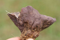 Purple-Spored Puffball (Calvatia cyathiformis) Description:<br />
Group of two (aged) lavender to purple, highly flattened fruit bodies with purple spores encapsulated within. It honestly looked like purple leaves or paper waste under the grass! Top is papery to velvety. Bottom tapers to a mycelial mass. Calvatia cyathiformis is a saprobic, terrestrial puffball. It is easily identified by its mature spore mass, which changes from white to purple before dispersal. It is considered a choice edible when the interior is still white.<br />
<br />
Habitat:<br />
Growing in grass in a public park in Northwest Georgia (Floyd County).<br />
https://www.jungledragon.com/image/68493/purple-spored_puffball_calvatia_cyathiformis.html<br />
https://www.jungledragon.com/image/68495/purple-spored_puffball_calvatia_cyathiformis.html<br />
https://www.jungledragon.com/image/68496/purple-spored_puffball_calvatia_cyathiformis.html Calvatia cyathiformis,Fall,Geotagged,Purple-Spored Puffball,United States