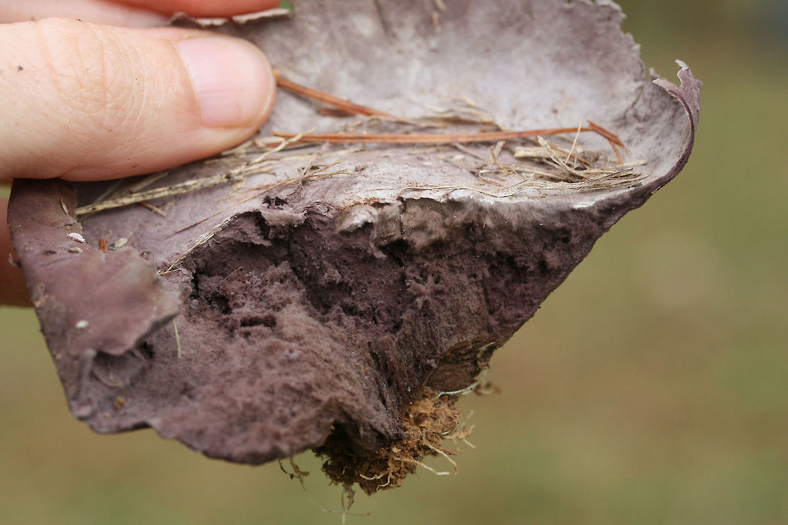 Purple-Spored Puffball (Calvatia cyathiformis) Description:<br />
Group of two (aged) lavender to purple, highly flattened fruit bodies with purple spores encapsulated within. It honestly looked like purple leaves or paper waste under the grass! Top is papery to velvety. Bottom tapers to a mycelial mass. Calvatia cyathiformis is a saprobic, terrestrial puffball. It is easily identified by its mature spore mass, which changes from white to purple before dispersal. It is considered a choice edible when the interior is still white.<br />
<br />
Habitat:<br />
Growing in grass in a public park in Northwest Georgia (Floyd County).<br />
<figure class="photo"><a href="https://www.jungledragon.com/image/68493/purple-spored_puffball_calvatia_cyathiformis.html" title="Purple-Spored Puffball (Calvatia cyathiformis)"><img src="https://s3.amazonaws.com/media.jungledragon.com/images/3231/68493_thumb.JPG?AWSAccessKeyId=05GMT0V3GWVNE7GGM1R2&Expires=1759968010&Signature=35qsq%2FpjmfI5oSkfU5EbfqMuHq4%3D" width="200" height="134" alt="Purple-Spored Puffball (Calvatia cyathiformis) Description:<br />
Group of two (aged) lavender to purple, highly flattened fruit bodies with purple spores encapsulated within. It honestly looked like purple leaves or paper waste under the grass! Top is papery to velvety. Bottom tapers to a mycelial mass. Calvatia cyathiformis is a saprobic, terrestrial puffball. It is easily identified by its mature spore mass, which changes from white to purple before dispersal. It is considered a choice edible when the interior is still white.<br />
<br />
Habitat:<br />
Growing in grass in a public park in Northwest Georgia (Floyd County).<br />
https://www.jungledragon.com/image/68496/purple-spored_puffball_calvatia_cyathiformis.html<br />
https://www.jungledragon.com/image/68495/purple-spored_puffball_calvatia_cyathiformis.html<br />
https://www.jungledragon.com/image/68494/purple-spored_puffball_calvatia_cyathiformis.html Calvatia cyathiformis,Fall,Geotagged,Purple-Spored Puffball,United States" /></a></figure><br />
<figure class="photo"><a href="https://www.jungledragon.com/image/68496/purple-spored_puffball_calvatia_cyathiformis.html" title="Purple-Spored Puffball (Calvatia cyathiformis)"><img src="https://s3.amazonaws.com/media.jungledragon.com/images/3231/68496_thumb.JPG?AWSAccessKeyId=05GMT0V3GWVNE7GGM1R2&Expires=1759968010&Signature=SFhyi9fZXtxEzSU2Z%2BhAbf6q%2BKg%3D" width="102" height="152" alt="Purple-Spored Puffball (Calvatia cyathiformis) Description:<br />
Group of two (aged) lavender to purple, highly flattened fruit bodies with purple spores encapsulated within. It honestly looked like purple leaves or paper waste under the grass! Top is papery to velvety. Bottom tapers to a mycelial mass. Calvatia cyathiformis is a saprobic, terrestrial puffball. It is easily identified by its mature spore mass, which changes from white to purple before dispersal. It is considered a choice edible when the interior is still white.<br />
<br />
Habitat:<br />
Growing in grass in a public park in Northwest Georgia (Floyd County).<br />
https://www.jungledragon.com/image/68493/purple-spored_puffball_calvatia_cyathiformis.html<br />
https://www.jungledragon.com/image/68495/purple-spored_puffball_calvatia_cyathiformis.html<br />
https://www.jungledragon.com/image/68494/purple-spored_puffball_calvatia_cyathiformis.html Calvatia cyathiformis,Fall,Geotagged,Purple-Spored Puffball,United States" /></a></figure><br />
<figure class="photo"><a href="https://www.jungledragon.com/image/68494/purple-spored_puffball_calvatia_cyathiformis.html" title="Purple-Spored Puffball (Calvatia cyathiformis)"><img src="https://s3.amazonaws.com/media.jungledragon.com/images/3231/68494_thumb.JPG?AWSAccessKeyId=05GMT0V3GWVNE7GGM1R2&Expires=1759968010&Signature=78McF6d66c9SuKqdRQG6gw21%2BJ8%3D" width="200" height="134" alt="Purple-Spored Puffball (Calvatia cyathiformis) Description:<br />
Group of two (aged) lavender to purple, highly flattened fruit bodies with purple spores encapsulated within. It honestly looked like purple leaves or paper waste under the grass! Top is papery to velvety. Bottom tapers to a mycelial mass. Calvatia cyathiformis is a saprobic, terrestrial puffball. It is easily identified by its mature spore mass, which changes from white to purple before dispersal. It is considered a choice edible when the interior is still white.<br />
<br />
Habitat:<br />
Growing in grass in a public park in Northwest Georgia (Floyd County).<br />
https://www.jungledragon.com/image/68493/purple-spored_puffball_calvatia_cyathiformis.html<br />
https://www.jungledragon.com/image/68495/purple-spored_puffball_calvatia_cyathiformis.html<br />
https://www.jungledragon.com/image/68496/purple-spored_puffball_calvatia_cyathiformis.html Calvatia cyathiformis,Fall,Geotagged,Purple-Spored Puffball,United States" /></a></figure> Calvatia cyathiformis,Fall,Geotagged,Purple-Spored Puffball,United States