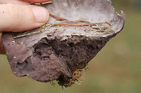 Purple-Spored Puffball (Calvatia cyathiformis) Description:<br />
Group of two (aged) lavender to purple, highly flattened fruit bodies with purple spores encapsulated within. It honestly looked like purple leaves or paper waste under the grass! Top is papery to velvety. Bottom tapers to a mycelial mass. Calvatia cyathiformis is a saprobic, terrestrial puffball. It is easily identified by its mature spore mass, which changes from white to purple before dispersal. It is considered a choice edible when the interior is still white.<br />
<br />
Habitat:<br />
Growing in grass in a public park in Northwest Georgia (Floyd County).<br />
https://www.jungledragon.com/image/68493/purple-spored_puffball_calvatia_cyathiformis.html<br />
https://www.jungledragon.com/image/68496/purple-spored_puffball_calvatia_cyathiformis.html<br />
https://www.jungledragon.com/image/68494/purple-spored_puffball_calvatia_cyathiformis.html Calvatia cyathiformis,Fall,Geotagged,Purple-Spored Puffball,United States