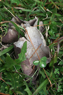 Purple-Spored Puffball (Calvatia cyathiformis) Description:
Group of two (aged) lavender to purple, highly flattened fruit bodies with purple spores encapsulated within. It honestly looked like purple leaves or paper waste under the grass! Top is papery to velvety. Bottom tapers to a mycelial mass. Calvatia cyathiformis is a saprobic, terrestrial puffball. It is easily identified by its mature spore mass, which changes from white to purple before dispersal. It is considered a choice edible when the interior is still white.

Habitat:
Growing in grass in a public park in Northwest Georgia (Floyd County).
https://www.jungledragon.com/image/68493/purple-spored_puffball_calvatia_cyathiformis.html
https://www.jungledragon.com/image/68495/purple-spored_puffball_calvatia_cyathiformis.html
https://www.jungledragon.com/image/68494/purple-spored_puffball_calvatia_cyathiformis.html Calvatia cyathiformis,Fall,Geotagged,Purple-Spored Puffball,United States
