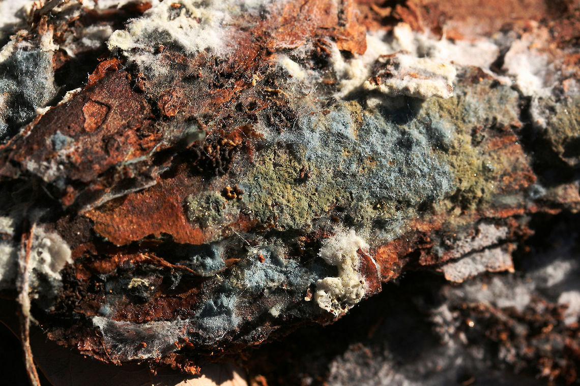 Pale Blue Crust (Byssocorticium sp.) Powder to sky blue crust fungus with golden exudate. Some areas of this fungus have turned a muddy green. Species within the Byssocorticium genus are corticoid (crust-type fungi) and saprobic on deadwood. While I&#039;m thinking this is likely Byssocorticium atrovirens, I cannot reliably say without microscopy.<br />
<br />
Found on the underside of two highly rotted logs in a dense mixed hardwood/coniferous forest in Northwest . this fall.<br />
<figure class="photo"><a href="https://www.jungledragon.com/image/68499/pale_blue_crust_byssocorticium_sp.html" title="Pale Blue Crust (Byssocorticium sp.)"><img src="https://s3.amazonaws.com/media.jungledragon.com/images/3231/68499_thumb.jpg?AWSAccessKeyId=05GMT0V3GWVNE7GGM1R2&Expires=1765411210&Signature=dA%2Bp8HAefh2cLcv6Eh4r6fkX63g%3D" width="200" height="134" alt="Pale Blue Crust (Byssocorticium sp.) Powder to sky blue crust fungus with golden exudate. Some areas of this fungus have turned a muddy green. Species within the Byssocorticium genus are corticoid (crust-type fungi) and saprobic on deadwood. While I&#039;m thinking this is likely Byssocorticium atrovirens, I cannot reliably say without microscopy.<br />
<br />
Found on the underside of two highly rotted logs in a dense mixed hardwood/coniferous forest in Northwest Georgia (Gordon County), US. This fungus is abundant on the undersides of rotting logs.<br />
https://www.jungledragon.com/image/68497/pale_blue_crust_byssocorticium_sp.html<br />
https://www.jungledragon.com/image/68498/pale_blue_crust_byssocorticium_sp.html Fall,Geotagged,United States" /></a></figure><br />
<figure class="photo"><a href="https://www.jungledragon.com/image/68498/pale_blue_crust_byssocorticium_sp.html" title="Pale Blue Crust (Byssocorticium sp.)"><img src="https://s3.amazonaws.com/media.jungledragon.com/images/3231/68498_thumb.jpg?AWSAccessKeyId=05GMT0V3GWVNE7GGM1R2&Expires=1765411210&Signature=1AlMADo8WwDIUU8wgscn4qyT5YA%3D" width="200" height="200" alt="Pale Blue Crust (Byssocorticium sp.) Powder to sky blue crust fungus with golden exudate. Some areas of this fungus have turned a muddy green. Species within the Byssocorticium genus are corticoid (crust-type fungi) and saprobic on deadwood. While I&#039;m thinking this is likely Byssocorticium atrovirens, I cannot reliably say without microscopy. <br />
<br />
Found on the underside of two highly rotted logs in a dense mixed hardwood/coniferous forest in Northwest Georgia (Gordon County), US. This fungus is abundant on the undersides of rotting logs.<br />
https://www.jungledragon.com/image/68497/pale_blue_crust_byssocorticium_sp.html<br />
https://www.jungledragon.com/image/68499/pale_blue_crust_byssocorticium_sp.html Fall,Geotagged,United States" /></a></figure> Fall,Geotagged,United States