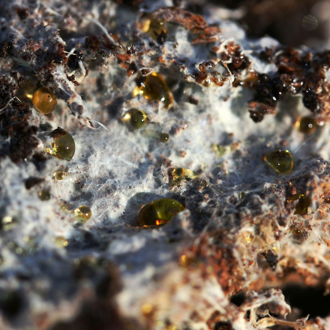 Pale Blue Crust (Byssocorticium sp.) Powder to sky blue crust fungus with golden exudate. Some areas of this fungus have turned a muddy green. Species within the Byssocorticium genus are corticoid (crust-type fungi) and saprobic on deadwood. While I'm thinking this is likely Byssocorticium atrovirens, I cannot reliably say without microscopy. <br />
<br />
Found on the underside of two highly rotted logs in a dense mixed hardwood/coniferous forest in Northwest Georgia (Gordon County), US. This fungus is abundant on the undersides of rotting logs.<br />
<figure class="photo"><a href="https://www.jungledragon.com/image/68497/pale_blue_crust_byssocorticium_sp.html" title="Pale Blue Crust (Byssocorticium sp.)"><img src="https://s3.amazonaws.com/media.jungledragon.com/images/3231/68497_thumb.jpg?AWSAccessKeyId=05GMT0V3GWVNE7GGM1R2&Expires=1765411210&Signature=D0Csoc%2BRXCUBZ7njPmsMS88GAfo%3D" width="200" height="134" alt="Pale Blue Crust (Byssocorticium sp.) Powder to sky blue crust fungus with golden exudate. Some areas of this fungus have turned a muddy green. Species within the Byssocorticium genus are corticoid (crust-type fungi) and saprobic on deadwood. While I'm thinking this is likely Byssocorticium atrovirens, I cannot reliably say without microscopy.<br />
<br />
Found on the underside of two highly rotted logs in a dense mixed hardwood/coniferous forest in Northwest . this fall.<br />
https://www.jungledragon.com/image/68499/pale_blue_crust_byssocorticium_sp.html<br />
https://www.jungledragon.com/image/68498/pale_blue_crust_byssocorticium_sp.html Fall,Geotagged,United States" /></a></figure><br />
<figure class="photo"><a href="https://www.jungledragon.com/image/68499/pale_blue_crust_byssocorticium_sp.html" title="Pale Blue Crust (Byssocorticium sp.)"><img src="https://s3.amazonaws.com/media.jungledragon.com/images/3231/68499_thumb.jpg?AWSAccessKeyId=05GMT0V3GWVNE7GGM1R2&Expires=1765411210&Signature=dA%2Bp8HAefh2cLcv6Eh4r6fkX63g%3D" width="200" height="134" alt="Pale Blue Crust (Byssocorticium sp.) Powder to sky blue crust fungus with golden exudate. Some areas of this fungus have turned a muddy green. Species within the Byssocorticium genus are corticoid (crust-type fungi) and saprobic on deadwood. While I'm thinking this is likely Byssocorticium atrovirens, I cannot reliably say without microscopy.<br />
<br />
Found on the underside of two highly rotted logs in a dense mixed hardwood/coniferous forest in Northwest Georgia (Gordon County), US. This fungus is abundant on the undersides of rotting logs.<br />
https://www.jungledragon.com/image/68497/pale_blue_crust_byssocorticium_sp.html<br />
https://www.jungledragon.com/image/68498/pale_blue_crust_byssocorticium_sp.html Fall,Geotagged,United States" /></a></figure> Fall,Geotagged,United States