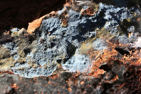 Pale Blue Crust (Byssocorticium sp.) Powder to sky blue crust fungus with golden exudate. Some areas of this fungus have turned a muddy green. Species within the Byssocorticium genus are corticoid (crust-type fungi) and saprobic on deadwood. While I'm thinking this is likely Byssocorticium atrovirens, I cannot reliably say without microscopy.

Found on the underside of two highly rotted logs in a dense mixed hardwood/coniferous forest in Northwest Georgia (Gordon County), US. This fungus is abundant on the undersides of rotting logs.
https://www.jungledragon.com/image/68497/pale_blue_crust_byssocorticium_sp.html
https://www.jungledragon.com/image/68498/pale_blue_crust_byssocorticium_sp.html Fall,Geotagged,United States