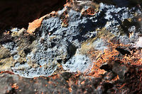 Pale Blue Crust (Byssocorticium sp.) Powder to sky blue crust fungus with golden exudate. Some areas of this fungus have turned a muddy green. Species within the Byssocorticium genus are corticoid (crust-type fungi) and saprobic on deadwood. While I'm thinking this is likely Byssocorticium atrovirens, I cannot reliably say without microscopy.<br />
<br />
Found on the underside of two highly rotted logs in a dense mixed hardwood/coniferous forest in Northwest Georgia (Gordon County), US. This fungus is abundant on the undersides of rotting logs.<br />
https://www.jungledragon.com/image/68497/pale_blue_crust_byssocorticium_sp.html<br />
https://www.jungledragon.com/image/68498/pale_blue_crust_byssocorticium_sp.html Fall,Geotagged,United States