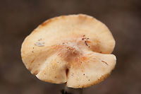 Meadow Waxcap (Cuphophyllus pratensis) Growing on a leaf-litter hillside in a forest (under oaks).<br />
https://www.jungledragon.com/image/68501/meadow_waxcap_cuphophyllus_pratensis.html Cuphophyllus pratensis,Fall,Geotagged,Meadow waxcap,United States