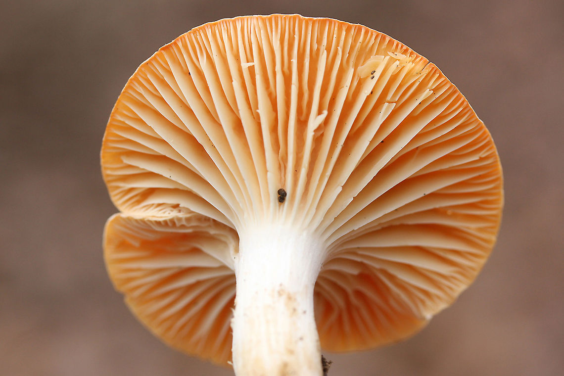 Meadow Waxcap (Cuphophyllus pratensis) Growing on a leaf-litter hillside in a forest (under oaks).<br />
<figure class="photo"><a href="https://www.jungledragon.com/image/68500/meadow_waxcap_cuphophyllus_pratensis.html" title="Meadow Waxcap (Cuphophyllus pratensis)"><img src="https://s3.amazonaws.com/media.jungledragon.com/images/3231/68500_thumb.jpg?AWSAccessKeyId=05GMT0V3GWVNE7GGM1R2&Expires=1767225610&Signature=gJFlijTCwtGRLZNdQ1%2FgHjYkc4w%3D" width="200" height="134" alt="Meadow Waxcap (Cuphophyllus pratensis) Growing on a leaf-litter hillside in a forest (under oaks).<br />
https://www.jungledragon.com/image/68501/meadow_waxcap_cuphophyllus_pratensis.html Cuphophyllus pratensis,Fall,Geotagged,Meadow waxcap,United States" /></a></figure> Cuphophyllus pratensis,Fall,Geotagged,Meadow waxcap,United States