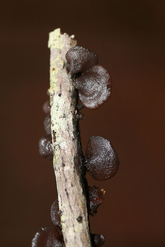 Amber Jelly Fungus (Exidia recisa) Growing on a fallen hardwood branch on a pine/mixed hardwood forest trail in Northeast Alabama (Cherokee County), US.<br />
<figure class="photo"><a href="https://www.jungledragon.com/image/68507/amber_jelly_fungus_exidia_recisa.html" title="Amber Jelly Fungus (Exidia recisa)"><img src="https://s3.amazonaws.com/media.jungledragon.com/images/3231/68507_thumb.jpg?AWSAccessKeyId=05GMT0V3GWVNE7GGM1R2&Expires=1759968010&Signature=DFMeRoCcc%2FldDz1lYJ%2F2M1x9Sp0%3D" width="200" height="134" alt="Amber Jelly Fungus (Exidia recisa) Growing on a fallen hardwood branch on a pine/mixed hardwood forest trail in Northeast Alabama (Cherokee County), US.<br />
https://www.jungledragon.com/image/68504/amber_jelly_fungus_exidia_recisa.html<br />
https://www.jungledragon.com/image/68506/amber_jelly_fungus_exidia_recisa.html<br />
https://www.jungledragon.com/image/68505/amber_jelly_fungus_exidia_recisa.html Exidia recisa,Geotagged,United States,Winter" /></a></figure><br />
<figure class="photo"><a href="https://www.jungledragon.com/image/68506/amber_jelly_fungus_exidia_recisa.html" title="Amber Jelly Fungus (Exidia recisa)"><img src="https://s3.amazonaws.com/media.jungledragon.com/images/3231/68506_thumb.jpg?AWSAccessKeyId=05GMT0V3GWVNE7GGM1R2&Expires=1759968010&Signature=%2FKW7hDrSRQe8JS%2FkluR%2BJ4hGAQE%3D" width="200" height="134" alt="Amber Jelly Fungus (Exidia recisa) Growing on a fallen hardwood branch on a pine/mixed hardwood forest trail in Northeast Alabama (Cherokee County), US.<br />
https://www.jungledragon.com/image/68504/amber_jelly_fungus_exidia_recisa.html<br />
https://www.jungledragon.com/image/68507/amber_jelly_fungus_exidia_recisa.html<br />
https://www.jungledragon.com/image/68505/amber_jelly_fungus_exidia_recisa.html Exidia recisa,Geotagged,United States,Winter" /></a></figure><br />
<figure class="photo"><a href="https://www.jungledragon.com/image/68505/amber_jelly_fungus_exidia_recisa.html" title="Amber Jelly Fungus (Exidia recisa)"><img src="https://s3.amazonaws.com/media.jungledragon.com/images/3231/68505_thumb.jpg?AWSAccessKeyId=05GMT0V3GWVNE7GGM1R2&Expires=1759968010&Signature=9SnsqGdlE89MJbd56NgPZn2MljI%3D" width="200" height="134" alt="Amber Jelly Fungus (Exidia recisa) Growing on a fallen hardwood branch on a pine/mixed hardwood forest trail in Northeast Alabama (Cherokee County), US.<br />
https://www.jungledragon.com/image/68504/amber_jelly_fungus_exidia_recisa.html<br />
https://www.jungledragon.com/image/68506/amber_jelly_fungus_exidia_recisa.html<br />
https://www.jungledragon.com/image/68507/amber_jelly_fungus_exidia_recisa.html<br />
 Exidia recisa,Geotagged,United States,Winter" /></a></figure><br />
 Exidia recisa,Geotagged,United States,Winter