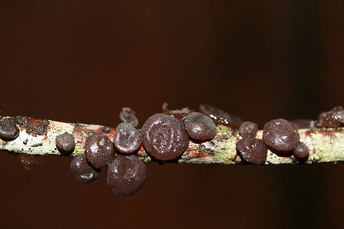 Amber Jelly Fungus (Exidia recisa) Growing on a fallen hardwood branch on a pine/mixed hardwood forest trail in Northeast Alabama (Cherokee County), US.<br />
<figure class="photo"><a href="https://www.jungledragon.com/image/68504/amber_jelly_fungus_exidia_recisa.html" title="Amber Jelly Fungus (Exidia recisa)"><img src="https://s3.amazonaws.com/media.jungledragon.com/images/3231/68504_thumb.jpg?AWSAccessKeyId=05GMT0V3GWVNE7GGM1R2&Expires=1767225610&Signature=W6E2xhv%2BAHZEhpnoQ8kWgQj10Mc%3D" width="102" height="152" alt="Amber Jelly Fungus (Exidia recisa) Growing on a fallen hardwood branch on a pine/mixed hardwood forest trail in Northeast Alabama (Cherokee County), US.<br />
https://www.jungledragon.com/image/68507/amber_jelly_fungus_exidia_recisa.html<br />
https://www.jungledragon.com/image/68506/amber_jelly_fungus_exidia_recisa.html<br />
https://www.jungledragon.com/image/68505/amber_jelly_fungus_exidia_recisa.html<br />
 Exidia recisa,Geotagged,United States,Winter" /></a></figure><br />
<figure class="photo"><a href="https://www.jungledragon.com/image/68506/amber_jelly_fungus_exidia_recisa.html" title="Amber Jelly Fungus (Exidia recisa)"><img src="https://s3.amazonaws.com/media.jungledragon.com/images/3231/68506_thumb.jpg?AWSAccessKeyId=05GMT0V3GWVNE7GGM1R2&Expires=1767225610&Signature=RVcZms%2BWuE%2BZuwckQO23CcUbYiQ%3D" width="200" height="134" alt="Amber Jelly Fungus (Exidia recisa) Growing on a fallen hardwood branch on a pine/mixed hardwood forest trail in Northeast Alabama (Cherokee County), US.<br />
https://www.jungledragon.com/image/68504/amber_jelly_fungus_exidia_recisa.html<br />
https://www.jungledragon.com/image/68507/amber_jelly_fungus_exidia_recisa.html<br />
https://www.jungledragon.com/image/68505/amber_jelly_fungus_exidia_recisa.html Exidia recisa,Geotagged,United States,Winter" /></a></figure><br />
<figure class="photo"><a href="https://www.jungledragon.com/image/68507/amber_jelly_fungus_exidia_recisa.html" title="Amber Jelly Fungus (Exidia recisa)"><img src="https://s3.amazonaws.com/media.jungledragon.com/images/3231/68507_thumb.jpg?AWSAccessKeyId=05GMT0V3GWVNE7GGM1R2&Expires=1767225610&Signature=EmzaVTIEFfacngNBml2u0bDzq1U%3D" width="200" height="134" alt="Amber Jelly Fungus (Exidia recisa) Growing on a fallen hardwood branch on a pine/mixed hardwood forest trail in Northeast Alabama (Cherokee County), US.<br />
https://www.jungledragon.com/image/68504/amber_jelly_fungus_exidia_recisa.html<br />
https://www.jungledragon.com/image/68506/amber_jelly_fungus_exidia_recisa.html<br />
https://www.jungledragon.com/image/68505/amber_jelly_fungus_exidia_recisa.html Exidia recisa,Geotagged,United States,Winter" /></a></figure><br />
 Exidia recisa,Geotagged,United States,Winter