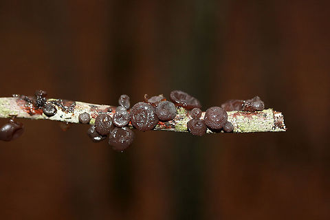 Amber Jelly Fungus (Exidia recisa) Growing on a fallen hardwood branch on a pine/mixed hardwood forest trail in Northeast Alabama (Cherokee County), US.
https://www.jungledragon.com/image/68504/amber_jelly_fungus_exidia_recisa.html
https://www.jungledragon.com/image/68507/amber_jelly_fungus_exidia_recisa.html
https://www.jungledragon.com/image/68505/amber_jelly_fungus_exidia_recisa.html Exidia recisa,Geotagged,United States,Winter