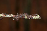 Amber Jelly Fungus (Exidia recisa) Growing on a fallen hardwood branch on a pine/mixed hardwood forest trail in Northeast Alabama (Cherokee County), US.<br />
https://www.jungledragon.com/image/68504/amber_jelly_fungus_exidia_recisa.html<br />
https://www.jungledragon.com/image/68507/amber_jelly_fungus_exidia_recisa.html<br />
https://www.jungledragon.com/image/68505/amber_jelly_fungus_exidia_recisa.html Exidia recisa,Geotagged,United States,Winter