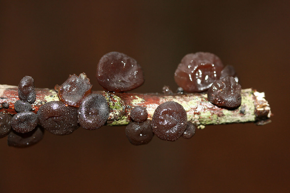 Amber Jelly Fungus (Exidia recisa) Growing on a fallen hardwood branch on a pine/mixed hardwood forest trail in Northeast Alabama (Cherokee County), US.<br />
<figure class="photo"><a href="https://www.jungledragon.com/image/68504/amber_jelly_fungus_exidia_recisa.html" title="Amber Jelly Fungus (Exidia recisa)"><img src="https://s3.amazonaws.com/media.jungledragon.com/images/3231/68504_thumb.jpg?AWSAccessKeyId=05GMT0V3GWVNE7GGM1R2&Expires=1767225610&Signature=W6E2xhv%2BAHZEhpnoQ8kWgQj10Mc%3D" width="102" height="152" alt="Amber Jelly Fungus (Exidia recisa) Growing on a fallen hardwood branch on a pine/mixed hardwood forest trail in Northeast Alabama (Cherokee County), US.<br />
https://www.jungledragon.com/image/68507/amber_jelly_fungus_exidia_recisa.html<br />
https://www.jungledragon.com/image/68506/amber_jelly_fungus_exidia_recisa.html<br />
https://www.jungledragon.com/image/68505/amber_jelly_fungus_exidia_recisa.html<br />
 Exidia recisa,Geotagged,United States,Winter" /></a></figure><br />
<figure class="photo"><a href="https://www.jungledragon.com/image/68506/amber_jelly_fungus_exidia_recisa.html" title="Amber Jelly Fungus (Exidia recisa)"><img src="https://s3.amazonaws.com/media.jungledragon.com/images/3231/68506_thumb.jpg?AWSAccessKeyId=05GMT0V3GWVNE7GGM1R2&Expires=1767225610&Signature=RVcZms%2BWuE%2BZuwckQO23CcUbYiQ%3D" width="200" height="134" alt="Amber Jelly Fungus (Exidia recisa) Growing on a fallen hardwood branch on a pine/mixed hardwood forest trail in Northeast Alabama (Cherokee County), US.<br />
https://www.jungledragon.com/image/68504/amber_jelly_fungus_exidia_recisa.html<br />
https://www.jungledragon.com/image/68507/amber_jelly_fungus_exidia_recisa.html<br />
https://www.jungledragon.com/image/68505/amber_jelly_fungus_exidia_recisa.html Exidia recisa,Geotagged,United States,Winter" /></a></figure><br />
<figure class="photo"><a href="https://www.jungledragon.com/image/68505/amber_jelly_fungus_exidia_recisa.html" title="Amber Jelly Fungus (Exidia recisa)"><img src="https://s3.amazonaws.com/media.jungledragon.com/images/3231/68505_thumb.jpg?AWSAccessKeyId=05GMT0V3GWVNE7GGM1R2&Expires=1767225610&Signature=GD0l0XP%2BhWLhs09O9lkqRO1qCm4%3D" width="200" height="134" alt="Amber Jelly Fungus (Exidia recisa) Growing on a fallen hardwood branch on a pine/mixed hardwood forest trail in Northeast Alabama (Cherokee County), US.<br />
https://www.jungledragon.com/image/68504/amber_jelly_fungus_exidia_recisa.html<br />
https://www.jungledragon.com/image/68506/amber_jelly_fungus_exidia_recisa.html<br />
https://www.jungledragon.com/image/68507/amber_jelly_fungus_exidia_recisa.html<br />
 Exidia recisa,Geotagged,United States,Winter" /></a></figure> Exidia recisa,Geotagged,United States,Winter