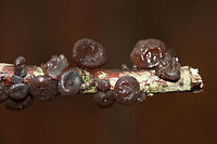 Amber Jelly Fungus (Exidia recisa) Growing on a fallen hardwood branch on a pine/mixed hardwood forest trail in Northeast Alabama (Cherokee County), US.<br />
https://www.jungledragon.com/image/68504/amber_jelly_fungus_exidia_recisa.html<br />
https://www.jungledragon.com/image/68506/amber_jelly_fungus_exidia_recisa.html<br />
https://www.jungledragon.com/image/68505/amber_jelly_fungus_exidia_recisa.html Exidia recisa,Geotagged,United States,Winter