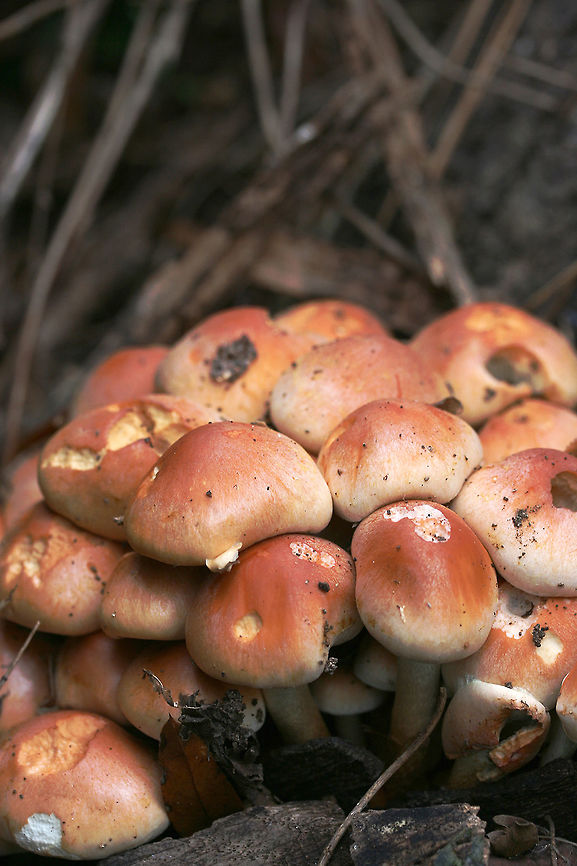 Brick Caps (Hypholoma lateritium) Growing at the base of a Willow Oak (Quercus phellos) in an overgrown backyard habitat.<br />
<figure class="photo"><a href="https://www.jungledragon.com/image/68511/brick_caps_hypholoma_lateritium.html" title="Brick Caps (Hypholoma lateritium)"><img src="https://s3.amazonaws.com/media.jungledragon.com/images/3231/68511_thumb.JPG?AWSAccessKeyId=05GMT0V3GWVNE7GGM1R2&Expires=1759968010&Signature=OOgpp%2BdEBCawBlQT2Nmx99F48gE%3D" width="102" height="152" alt="Brick Caps (Hypholoma lateritium) Growing at the base of a Willow Oak (Quercus phellos) in an overgrown backyard habitat.<br />
https://www.jungledragon.com/image/68509/brick_caps_hypholoma_lateritium.html<br />
https://www.jungledragon.com/image/68508/brick_caps_hypholoma_lateritium.html Brick cap,Fall,Geotagged,Hypholoma lateritium,United States" /></a></figure><br />
<figure class="photo"><a href="https://www.jungledragon.com/image/68509/brick_caps_hypholoma_lateritium.html" title="Brick Caps (Hypholoma lateritium)"><img src="https://s3.amazonaws.com/media.jungledragon.com/images/3231/68509_thumb.JPG?AWSAccessKeyId=05GMT0V3GWVNE7GGM1R2&Expires=1759968010&Signature=7rOIdnCQ8TrxTJn3hGrCavdO1Y8%3D" width="200" height="134" alt="Brick Caps (Hypholoma lateritium) Growing at the base of a Willow Oak (Quercus phellos) in an overgrown backyard habitat.<br />
https://www.jungledragon.com/image/68511/brick_caps_hypholoma_lateritium.html<br />
https://www.jungledragon.com/image/68508/brick_caps_hypholoma_lateritium.html<br />
 Brick cap,Fall,Geotagged,Hypholoma lateritium,United States" /></a></figure><br />
 Brick cap,Fall,Geotagged,Hypholoma lateritium,United States