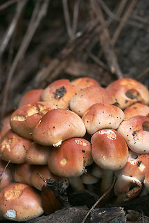 Brick Caps (Hypholoma lateritium) Growing at the base of a Willow Oak (Quercus phellos) in an overgrown backyard habitat.
https://www.jungledragon.com/image/68511/brick_caps_hypholoma_lateritium.html
https://www.jungledragon.com/image/68509/brick_caps_hypholoma_lateritium.html
 Brick cap,Fall,Geotagged,Hypholoma lateritium,United States