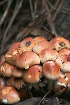 Brick Caps (Hypholoma lateritium) Growing at the base of a Willow Oak (Quercus phellos) in an overgrown backyard habitat.<br />
https://www.jungledragon.com/image/68511/brick_caps_hypholoma_lateritium.html<br />
https://www.jungledragon.com/image/68509/brick_caps_hypholoma_lateritium.html<br />
 Brick cap,Fall,Geotagged,Hypholoma lateritium,United States
