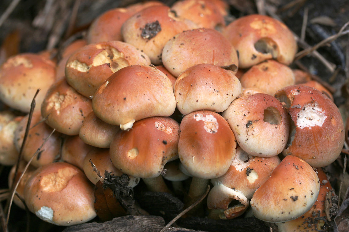 Brick Caps (Hypholoma lateritium) Growing at the base of a Willow Oak (Quercus phellos) in an overgrown backyard habitat.<br />
<figure class="photo"><a href="https://www.jungledragon.com/image/68511/brick_caps_hypholoma_lateritium.html" title="Brick Caps (Hypholoma lateritium)"><img src="https://s3.amazonaws.com/media.jungledragon.com/images/3231/68511_thumb.JPG?AWSAccessKeyId=05GMT0V3GWVNE7GGM1R2&Expires=1759968010&Signature=OOgpp%2BdEBCawBlQT2Nmx99F48gE%3D" width="102" height="152" alt="Brick Caps (Hypholoma lateritium) Growing at the base of a Willow Oak (Quercus phellos) in an overgrown backyard habitat.<br />
https://www.jungledragon.com/image/68509/brick_caps_hypholoma_lateritium.html<br />
https://www.jungledragon.com/image/68508/brick_caps_hypholoma_lateritium.html Brick cap,Fall,Geotagged,Hypholoma lateritium,United States" /></a></figure><br />
<figure class="photo"><a href="https://www.jungledragon.com/image/68508/brick_caps_hypholoma_lateritium.html" title="Brick Caps (Hypholoma lateritium)"><img src="https://s3.amazonaws.com/media.jungledragon.com/images/3231/68508_thumb.JPG?AWSAccessKeyId=05GMT0V3GWVNE7GGM1R2&Expires=1759968010&Signature=f2%2FHxcJT7J6l10D2Y3V5IFvrBAw%3D" width="102" height="152" alt="Brick Caps (Hypholoma lateritium) Growing at the base of a Willow Oak (Quercus phellos) in an overgrown backyard habitat.<br />
https://www.jungledragon.com/image/68511/brick_caps_hypholoma_lateritium.html<br />
https://www.jungledragon.com/image/68509/brick_caps_hypholoma_lateritium.html<br />
 Brick cap,Fall,Geotagged,Hypholoma lateritium,United States" /></a></figure><br />
 Brick cap,Fall,Geotagged,Hypholoma lateritium,United States