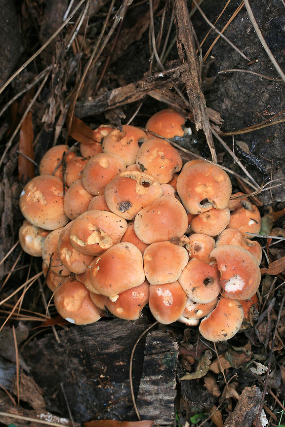 Brick Caps (Hypholoma lateritium) Growing at the base of a Willow Oak (Quercus phellos) in an overgrown backyard habitat.<br />
<figure class="photo"><a href="https://www.jungledragon.com/image/68509/brick_caps_hypholoma_lateritium.html" title="Brick Caps (Hypholoma lateritium)"><img src="https://s3.amazonaws.com/media.jungledragon.com/images/3231/68509_thumb.JPG?AWSAccessKeyId=05GMT0V3GWVNE7GGM1R2&Expires=1759968010&Signature=7rOIdnCQ8TrxTJn3hGrCavdO1Y8%3D" width="200" height="134" alt="Brick Caps (Hypholoma lateritium) Growing at the base of a Willow Oak (Quercus phellos) in an overgrown backyard habitat.<br />
https://www.jungledragon.com/image/68511/brick_caps_hypholoma_lateritium.html<br />
https://www.jungledragon.com/image/68508/brick_caps_hypholoma_lateritium.html<br />
 Brick cap,Fall,Geotagged,Hypholoma lateritium,United States" /></a></figure><br />
<figure class="photo"><a href="https://www.jungledragon.com/image/68508/brick_caps_hypholoma_lateritium.html" title="Brick Caps (Hypholoma lateritium)"><img src="https://s3.amazonaws.com/media.jungledragon.com/images/3231/68508_thumb.JPG?AWSAccessKeyId=05GMT0V3GWVNE7GGM1R2&Expires=1759968010&Signature=f2%2FHxcJT7J6l10D2Y3V5IFvrBAw%3D" width="102" height="152" alt="Brick Caps (Hypholoma lateritium) Growing at the base of a Willow Oak (Quercus phellos) in an overgrown backyard habitat.<br />
https://www.jungledragon.com/image/68511/brick_caps_hypholoma_lateritium.html<br />
https://www.jungledragon.com/image/68509/brick_caps_hypholoma_lateritium.html<br />
 Brick cap,Fall,Geotagged,Hypholoma lateritium,United States" /></a></figure> Brick cap,Fall,Geotagged,Hypholoma lateritium,United States