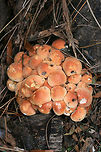 Brick Caps (Hypholoma lateritium) Growing at the base of a Willow Oak (Quercus phellos) in an overgrown backyard habitat.<br />
https://www.jungledragon.com/image/68509/brick_caps_hypholoma_lateritium.html<br />
https://www.jungledragon.com/image/68508/brick_caps_hypholoma_lateritium.html Brick cap,Fall,Geotagged,Hypholoma lateritium,United States