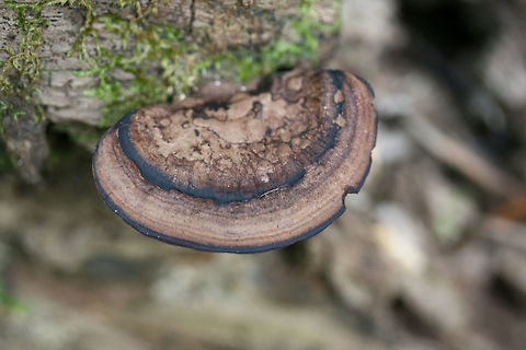 Nigroporus vinosus Habitat: Growing on deadwood at the base of a ridge in a dense mixed hardwood forest (with some pines). Northwest Georgia.

Pore surface: Brown to black

Stipe: none

Upper surface: Hemispherical. Light brown with prominent black concentric rings.
https://www.jungledragon.com/image/68517/nigroporus_vinosus.html
https://www.jungledragon.com/image/68516/nigroporus_vinosus.html Fall,Geotagged,Nigroporus vinosus,United States