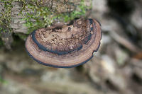 Nigroporus vinosus Habitat: Growing on deadwood at the base of a ridge in a dense mixed hardwood forest (with some pines). Northwest Georgia.<br />
<br />
Pore surface: Brown to black<br />
<br />
Stipe: none<br />
<br />
Upper surface: Hemispherical. Light brown with prominent black concentric rings.<br />
https://www.jungledragon.com/image/68517/nigroporus_vinosus.html<br />
https://www.jungledragon.com/image/68516/nigroporus_vinosus.html Fall,Geotagged,Nigroporus vinosus,United States