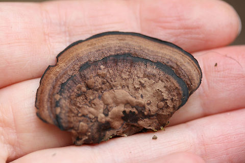 Nigroporus vinosus Habitat: Growing on deadwood at the base of a ridge in a dense mixed hardwood forest (with some pines). Northwest Georgia.

Pore surface: Brown to black

Stipe: none

Upper surface: Hemispherical. Light brown with prominent black concentric rings.
https://www.jungledragon.com/image/68517/nigroporus_vinosus.html
https://www.jungledragon.com/image/68515/nigroporus_vinosus.html Fall,Geotagged,Nigroporus vinosus,United States