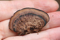 Nigroporus vinosus Habitat: Growing on deadwood at the base of a ridge in a dense mixed hardwood forest (with some pines). Northwest Georgia.<br />
<br />
Pore surface: Brown to black<br />
<br />
Stipe: none<br />
<br />
Upper surface: Hemispherical. Light brown with prominent black concentric rings.<br />
https://www.jungledragon.com/image/68517/nigroporus_vinosus.html<br />
https://www.jungledragon.com/image/68515/nigroporus_vinosus.html Fall,Geotagged,Nigroporus vinosus,United States