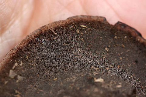 Nigroporus vinosus Habitat: Growing on deadwood at the base of a ridge in a dense mixed hardwood forest (with some pines). Northwest Georgia.

Pore surface: Brown to black

Stipe: none

Upper surface: Hemispherical. Light brown with prominent black concentric rings.
https://www.jungledragon.com/image/68515/nigroporus_vinosus.html
https://www.jungledragon.com/image/68516/nigroporus_vinosus.html Fall,Geotagged,Nigroporus vinosus,United States