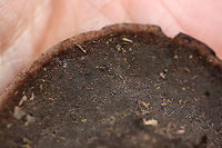 Nigroporus vinosus Habitat: Growing on deadwood at the base of a ridge in a dense mixed hardwood forest (with some pines). Northwest Georgia.<br />
<br />
Pore surface: Brown to black<br />
<br />
Stipe: none<br />
<br />
Upper surface: Hemispherical. Light brown with prominent black concentric rings.<br />
https://www.jungledragon.com/image/68515/nigroporus_vinosus.html<br />
https://www.jungledragon.com/image/68516/nigroporus_vinosus.html Fall,Geotagged,Nigroporus vinosus,United States