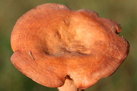 Lactarius peckii Mushrooms with concentric rings of orange coloration. Young gills are pale orange and change to dark orange with age. Some forking gills. Latex is white (and somewhat scant). Latex does not stain. Tissues do not stain when cut. Odor is pleasant to indistinct. Flavor is mild. Growing in a grassy area below mostly pines. October 24, 2018. Floyd County, Georgia, US.
https://www.jungledragon.com/image/68592/lactarius_peckii.html
https://www.jungledragon.com/image/68591/lactarius_peckii.html
https://www.jungledragon.com/image/68590/lactarius_peckii.html Fall,Geotagged,Lactarius peckii,United States
