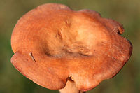 Lactarius peckii Mushrooms with concentric rings of orange coloration. Young gills are pale orange and change to dark orange with age. Some forking gills. Latex is white (and somewhat scant). Latex does not stain. Tissues do not stain when cut. Odor is pleasant to indistinct. Flavor is mild. Growing in a grassy area below mostly pines. October 24, 2018. Floyd County, Georgia, US.<br />
https://www.jungledragon.com/image/68592/lactarius_peckii.html<br />
https://www.jungledragon.com/image/68591/lactarius_peckii.html<br />
https://www.jungledragon.com/image/68590/lactarius_peckii.html Fall,Geotagged,Lactarius peckii,United States