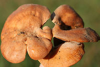 Lactarius peckii Lactarius peckii<br />
Mushrooms with concentric rings of orange coloration. Young gills are pale orange and change to dark orange with age. Some forking gills. Latex is white (and somewhat scant). Latex does not stain. Tissues do not stain when cut. Odor is pleasant to indistinct. Flavor is mild. Growing in a grassy area below mostly pines. October 24, 2018. Floyd County, Georgia, US.<br />
https://www.jungledragon.com/image/68589/lactarius_peckii.html<br />
https://www.jungledragon.com/image/68591/lactarius_peckii.html<br />
https://www.jungledragon.com/image/68592/lactarius_peckii.html Fall,Geotagged,Lactarius peckii,United States