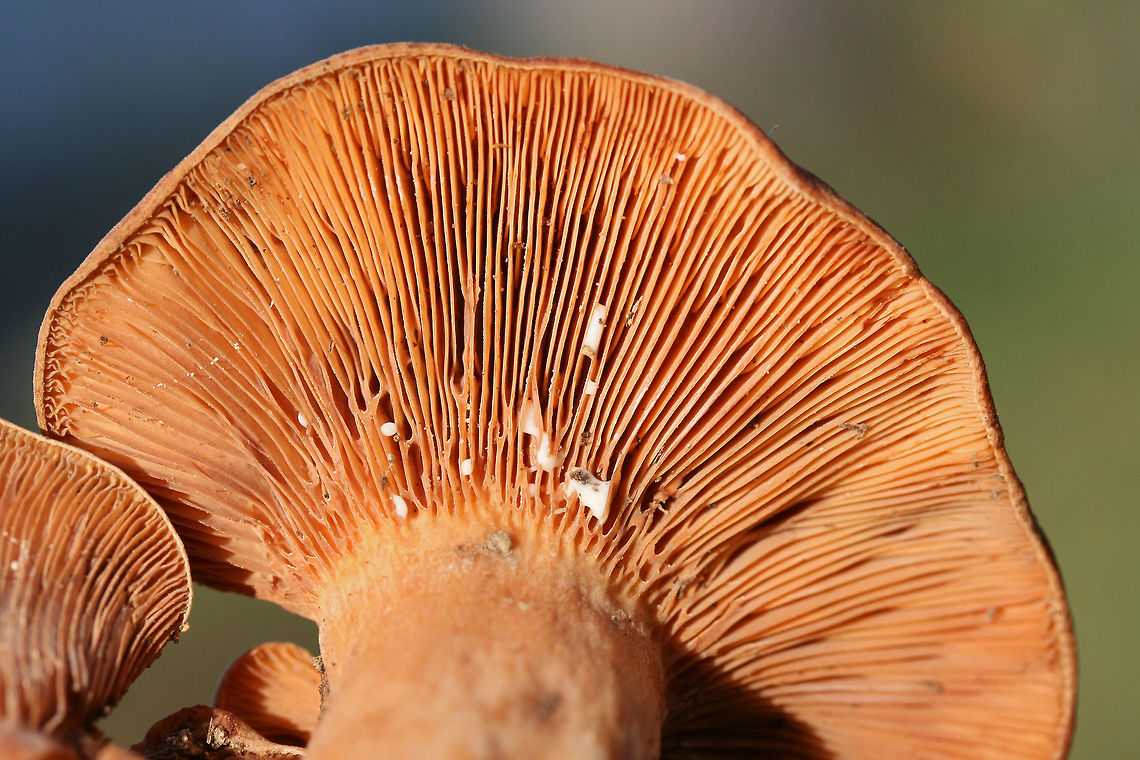 Lactarius peckii Mushrooms with concentric rings of orange coloration. Young gills are pale orange and change to dark orange with age. Some forking gills. Latex is white (and somewhat scant). Latex does not stain. Tissues do not stain when cut. Odor is pleasant to indistinct. Flavor is mild. Growing in a grassy area below mostly pines. October 24, 2018. Floyd County, Georgia, US.<br />
<figure class="photo"><a href="https://www.jungledragon.com/image/68589/lactarius_peckii.html" title="Lactarius peckii"><img src="https://s3.amazonaws.com/media.jungledragon.com/images/3231/68589_thumb.jpg?AWSAccessKeyId=05GMT0V3GWVNE7GGM1R2&Expires=1759968010&Signature=myl5EnkwFm4JzaJ6iX%2BAZkb3b%2F0%3D" width="200" height="134" alt="Lactarius peckii Mushrooms with concentric rings of orange coloration. Young gills are pale orange and change to dark orange with age. Some forking gills. Latex is white (and somewhat scant). Latex does not stain. Tissues do not stain when cut. Odor is pleasant to indistinct. Flavor is mild. Growing in a grassy area below mostly pines. October 24, 2018. Floyd County, Georgia, US.<br />
https://www.jungledragon.com/image/68592/lactarius_peckii.html<br />
https://www.jungledragon.com/image/68591/lactarius_peckii.html<br />
https://www.jungledragon.com/image/68590/lactarius_peckii.html Fall,Geotagged,Lactarius peckii,United States" /></a></figure><br />
<figure class="photo"><a href="https://www.jungledragon.com/image/68592/lactarius_peckii.html" title="Lactarius peckii"><img src="https://s3.amazonaws.com/media.jungledragon.com/images/3231/68592_thumb.jpg?AWSAccessKeyId=05GMT0V3GWVNE7GGM1R2&Expires=1759968010&Signature=I3qVzHQ2Jb0%2FR%2F9pGz0t5KCR820%3D" width="200" height="134" alt="Lactarius peckii Lactarius peckii<br />
Mushrooms with concentric rings of orange coloration. Young gills are pale orange and change to dark orange with age. Some forking gills. Latex is white (and somewhat scant). Latex does not stain. Tissues do not stain when cut. Odor is pleasant to indistinct. Flavor is mild. Growing in a grassy area below mostly pines. October 24, 2018. Floyd County, Georgia, US.<br />
https://www.jungledragon.com/image/68589/lactarius_peckii.html<br />
https://www.jungledragon.com/image/68591/lactarius_peckii.html<br />
https://www.jungledragon.com/image/68590/lactarius_peckii.html Fall,Geotagged,Lactarius peckii,United States" /></a></figure><br />
<figure class="photo"><a href="https://www.jungledragon.com/image/68590/lactarius_peckii.html" title="Lactarius peckii"><img src="https://s3.amazonaws.com/media.jungledragon.com/images/3231/68590_thumb.jpg?AWSAccessKeyId=05GMT0V3GWVNE7GGM1R2&Expires=1759968010&Signature=mO0%2BhPNHgLxY5HWnaVl0DD2o7Qk%3D" width="200" height="134" alt="Lactarius peckii Lactarius peckii<br />
Mushrooms with concentric rings of orange coloration. Young gills are pale orange and change to dark orange with age. Some forking gills. Latex is white (and somewhat scant). Latex does not stain. Tissues do not stain when cut. Odor is pleasant to indistinct. Flavor is mild. Growing in a grassy area below mostly pines. October 24, 2018. Floyd County, Georgia, US.<br />
https://www.jungledragon.com/image/68589/lactarius_peckii.html<br />
https://www.jungledragon.com/image/68591/lactarius_peckii.html<br />
https://www.jungledragon.com/image/68592/lactarius_peckii.html Fall,Geotagged,Lactarius peckii,United States" /></a></figure> Fall,Geotagged,Lactarius peckii,United States