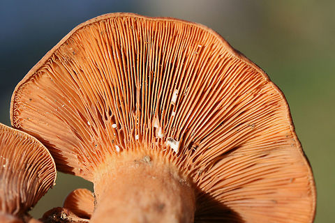 Lactarius peckii Mushrooms with concentric rings of orange coloration. Young gills are pale orange and change to dark orange with age. Some forking gills. Latex is white (and somewhat scant). Latex does not stain. Tissues do not stain when cut. Odor is pleasant to indistinct. Flavor is mild. Growing in a grassy area below mostly pines. October 24, 2018. Floyd County, Georgia, US.
https://www.jungledragon.com/image/68589/lactarius_peckii.html
https://www.jungledragon.com/image/68592/lactarius_peckii.html
https://www.jungledragon.com/image/68590/lactarius_peckii.html Fall,Geotagged,Lactarius peckii,United States