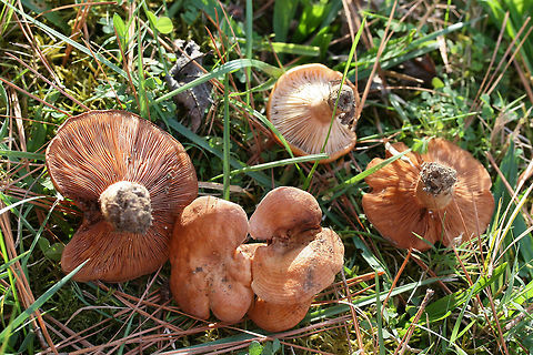 Lactarius peckii Lactarius peckii
Mushrooms with concentric rings of orange coloration. Young gills are pale orange and change to dark orange with age. Some forking gills. Latex is white (and somewhat scant). Latex does not stain. Tissues do not stain when cut. Odor is pleasant to indistinct. Flavor is mild. Growing in a grassy area below mostly pines. October 24, 2018. Floyd County, Georgia, US.
https://www.jungledragon.com/image/68589/lactarius_peckii.html
https://www.jungledragon.com/image/68591/lactarius_peckii.html
https://www.jungledragon.com/image/68590/lactarius_peckii.html Fall,Geotagged,Lactarius peckii,United States