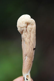 Clavariadelphus americanus? Growing below oaks on a ridge in a dense forest in Gordon County, Georgia, US.
 Clavariadelphus americanus,Fall,Geotagged,United States