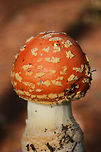 Peach-Colored Fly Agaric (Amanita persicina) Growing under Longleaf pine trees (Pinus palustris) in Floyd County, GA.<br />
https://www.jungledragon.com/image/68599/peach-colored_fly_agaric_amanita_persicina.html Amanita persicina,Fall,Geotagged,Peach-Colored Fly Agaric,United States,amanita,fungi,fungus,mushroom,mushrooms,peach,pink,red