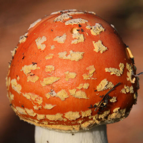 Peach-Colored Fly Agaric (Amanita persicina) Growing under Longleaf pine trees (Pinus palustris) in Floyd County, GA.
https://www.jungledragon.com/image/68598/peach-colored_fly_agaric_amanita_persicina.html Amanita persicina,Fall,Geotagged,Peach-Colored Fly Agaric,United States,amanita,fungi,fungus,mushroom,mushrooms,peach,pink,red